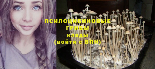 сатива Пересвет
